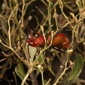 Gminatus australis at Strathnairn, ACT - 19 Jan 2025 03:45 PM