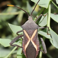 Mictis profana (Crusader Bug) at Acton, ACT - 8 Dec 2024 by TimL