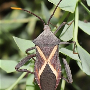 Unidentified True bug (Hemiptera, Heteroptera) at Acton, ACT by TimL