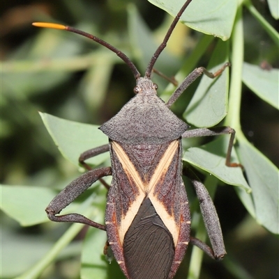 Mictis profana (Crusader Bug) at Acton, ACT - 8 Dec 2024 by TimL