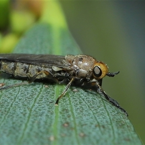 Inopus rubriceps (Sugarcane Soldier Fly) at Acton, ACT by TimL