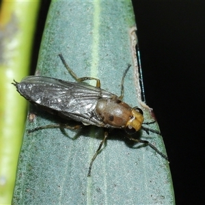 Inopus rubriceps at Acton, ACT - suppressed