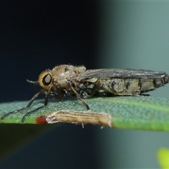 Inopus rubriceps at Acton, ACT - suppressed