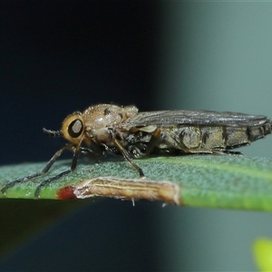 Inopus rubriceps at Acton, ACT - suppressed