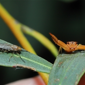 Inopus rubriceps at Acton, ACT - suppressed