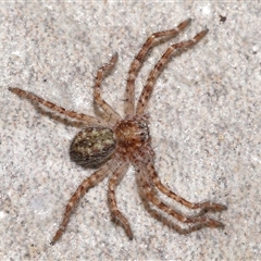 Isopeda or Isopedella sp. (genus) (Huntsman) at Yarralumla, ACT - 5 Dec 2024 by TimL