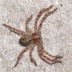 Sparassidae (family) (A Huntsman Spider) at Yarralumla, ACT by TimL