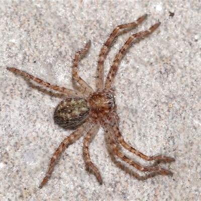 Sparassidae (family) (A Huntsman Spider) at Yarralumla, ACT - 5 Dec 2024 by TimL