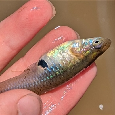 Gambusia holbrooki (Gambusia, Plague minnow, Mosquito fish) at Kambah, ACT - 20 Jan 2025 by HelenCross