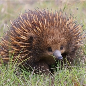 Tachyglossus aculeatus at Forde, ACT - 4 Dec 2024 12:23 PM