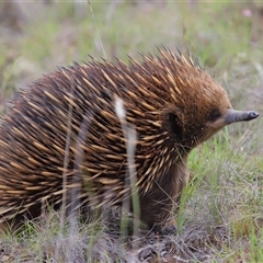 Tachyglossus aculeatus at Forde, ACT - 4 Dec 2024 12:23 PM