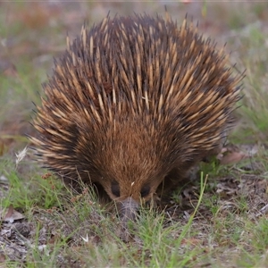 Tachyglossus aculeatus at Forde, ACT - 4 Dec 2024 12:23 PM