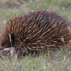 Tachyglossus aculeatus at Forde, ACT - 4 Dec 2024 12:23 PM