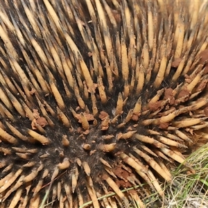 Tachyglossus aculeatus at Forde, ACT - 4 Dec 2024 12:23 PM