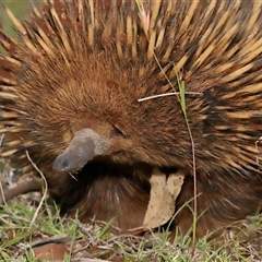 Tachyglossus aculeatus at Forde, ACT - 3 Dec 2024 by TimL