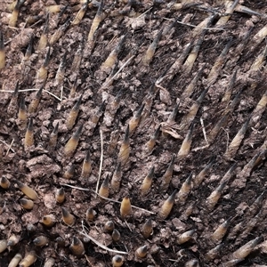 Tachyglossus aculeatus at Throsby, ACT by TimL