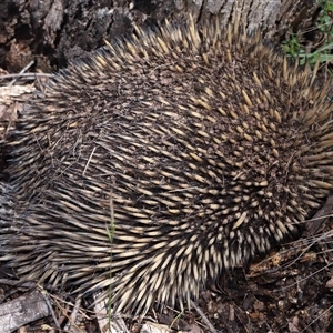 Tachyglossus aculeatus at Throsby, ACT - 4 Dec 2024 11:14 AM