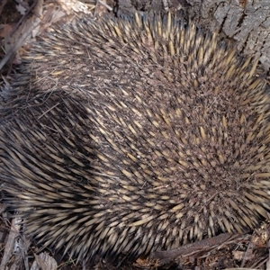 Tachyglossus aculeatus at Throsby, ACT - 4 Dec 2024 11:14 AM