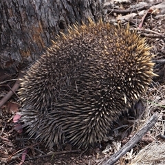 Tachyglossus aculeatus at Throsby, ACT - 4 Dec 2024 11:14 AM