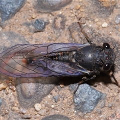 Yoyetta robertsonae (Clicking Ambertail) at Acton, ACT - 29 Nov 2024 by TimL