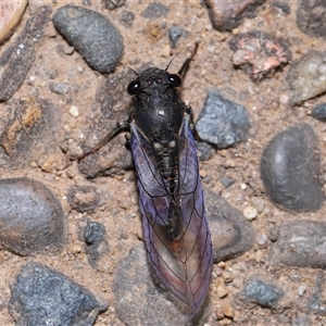 Yoyetta robertsonae at Acton, ACT - 29 Nov 2024 01:13 PM