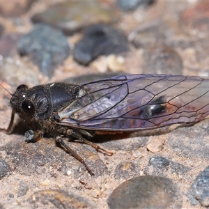 Yoyetta robertsonae at Acton, ACT - 29 Nov 2024 01:13 PM