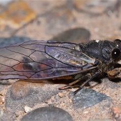 Yoyetta robertsonae at Acton, ACT - 29 Nov 2024 01:13 PM