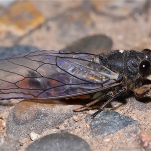 Yoyetta robertsonae at Acton, ACT - 29 Nov 2024 01:13 PM