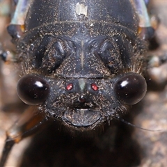 Yoyetta robertsonae at Acton, ACT - 29 Nov 2024 01:13 PM