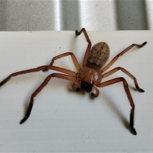 Delena cancerides (Social huntsman spider) at Orangeville, NSW by belleandjason