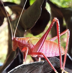 Caedicia simplex (Common Garden Katydid) at Palmerston, ACT by Numbat