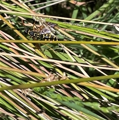 Polistes (Polistes) chinensis (Asian paper wasp) at Phillip, ACT - 20 Jan 2025 by shintoscared