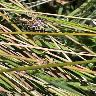 Polistes (Polistes) chinensis (Asian paper wasp) at Phillip, ACT - 20 Jan 2025 by shintoscared