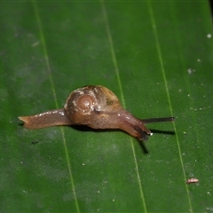 Mysticarion porrectus (Golden Semi-slug) at Acton, ACT - 29 Nov 2024 by TimL