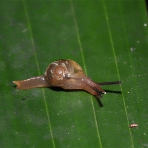 Mysticarion porrectus (Golden Semi-slug) at Acton, ACT by TimL