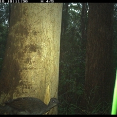 Menura novaehollandiae (Superb Lyrebird) at Lorne, NSW - 16 Jan 2025 by Butlinz