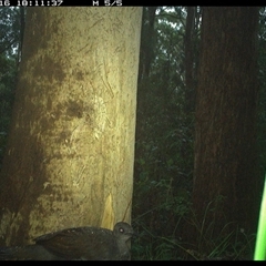 Menura novaehollandiae at Lorne, NSW - 16 Jan 2025 06:11 PM