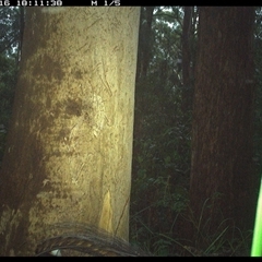 Menura novaehollandiae at Lorne, NSW - 16 Jan 2025 06:11 PM