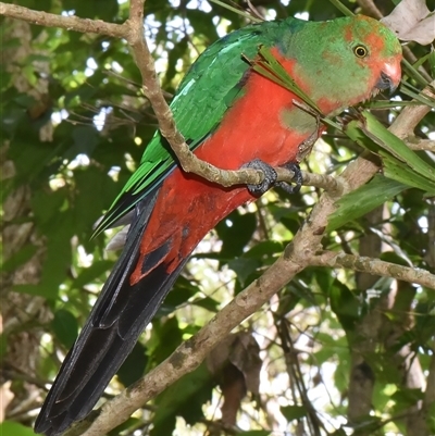 Alisterus scapularis at Sheldon, QLD - 19 Jan 2025 by PJH123