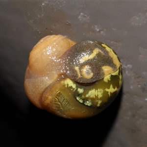 Mysticarion porrectus (Golden Semi-slug) at Acton, ACT by TimL