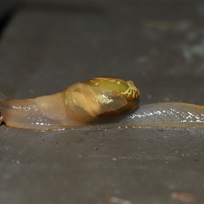 Mysticarion porrectus (Golden Semi-slug) at Acton, ACT - 29 Nov 2024 by TimL