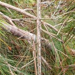 Unidentified Stick insect (Phasmatodea) at Pillar Valley, NSW - 10 Jan 2025 by Topwood