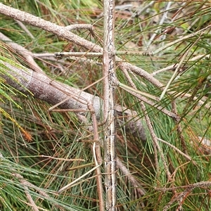 Unidentified Stick insect (Phasmatodea) at Pillar Valley, NSW by Topwood