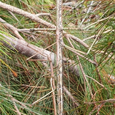 Unidentified Stick insect (Phasmatodea) at Pillar Valley, NSW - 10 Jan 2025 by Topwood