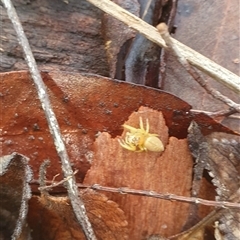 Opisthoncus sp. (genus) (Opisthoncus jumping spider) at Pillar Valley, NSW - 13 Jan 2025 by Topwood