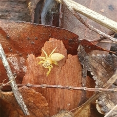 Opisthoncus sp. (genus) at Pillar Valley, NSW - 13 Jan 2025