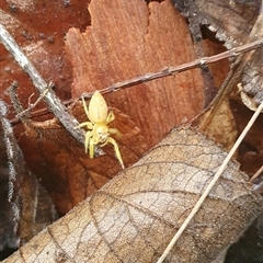 Opisthoncus sp. (genus) at Pillar Valley, NSW - 13 Jan 2025