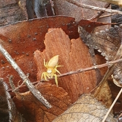 Opisthoncus sp. (genus) at Pillar Valley, NSW - 13 Jan 2025