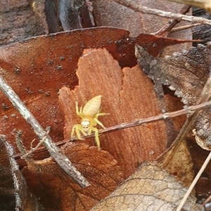 Opisthoncus sp. (genus) at Pillar Valley, NSW - 13 Jan 2025