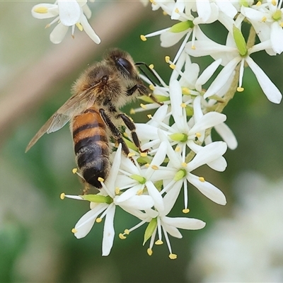 Apis mellifera (European honey bee) at Yackandandah, VIC - 5 Jan 2025 by KylieWaldon